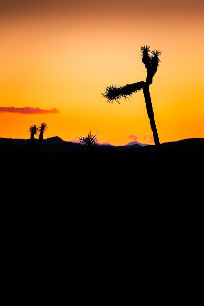 Warm Magenta Joshua Tree Silhouette Photography Art | John Lazo Photography