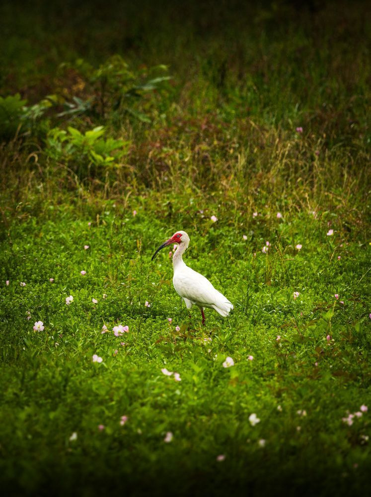 White Ibis in Brazos Bend