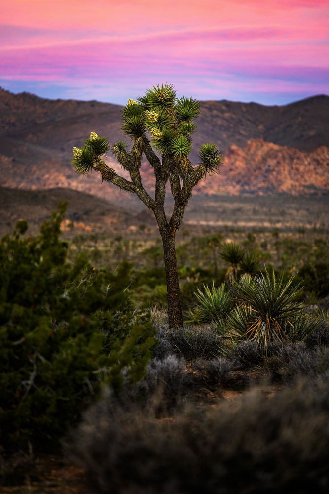 Telephoto Joshua Tree Sunrise Photography Art | John Lazo Photography
