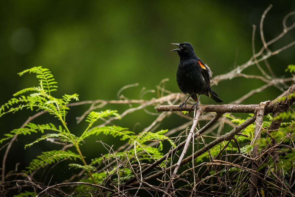 Red-Winged Blackbird Call