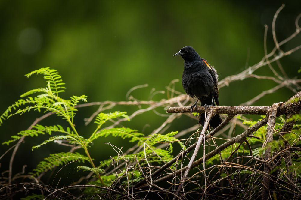 Red-Winged Blackbird Perch