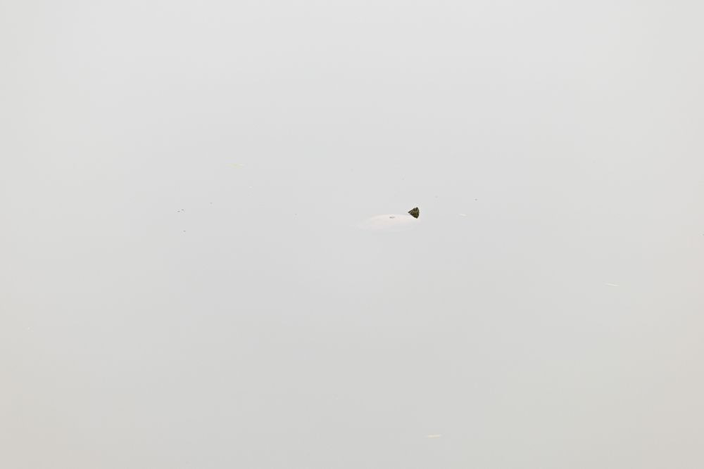 Red-Eared Slider Minimalist