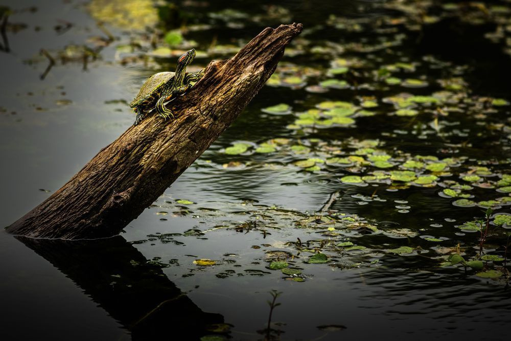 Red-Eared Slider & Log