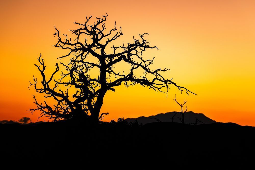 Spooky Silhouette Sunset In Joshua Tree Photography Art | John Lazo Photography