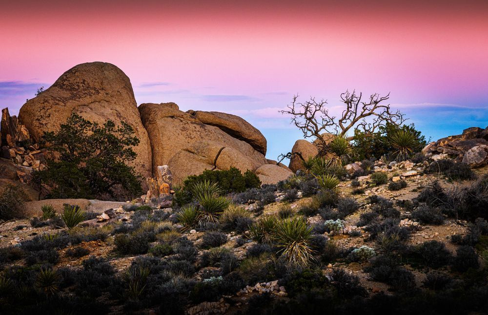 Spooky Branching Evening Glow Photography Art | John Lazo Photography