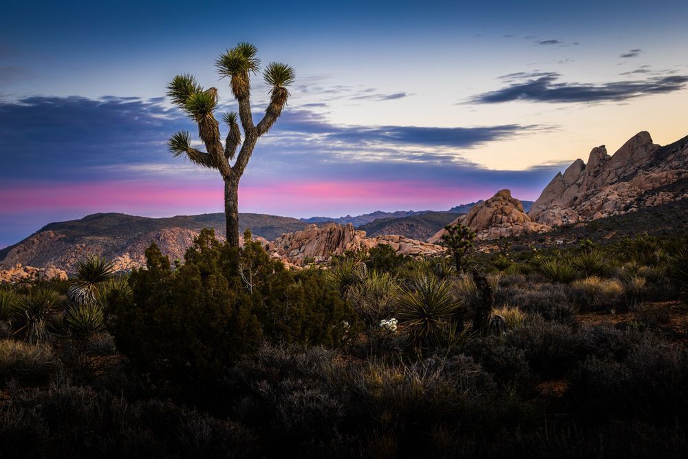 Still Morning Joshua Tree Sunrise Photography Art | John Lazo Photography