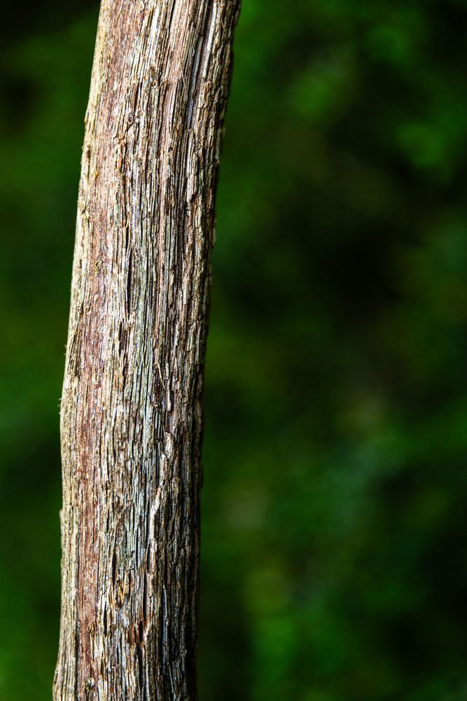 Sanded Trunk