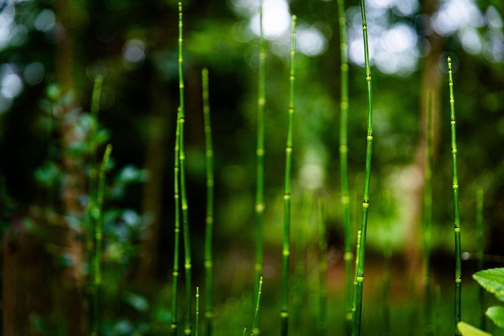 Scouring Rush Portrait