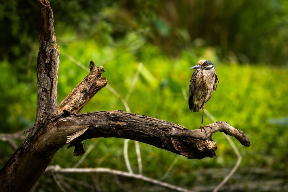 Yellow-Crowned Night-Heron on Tree