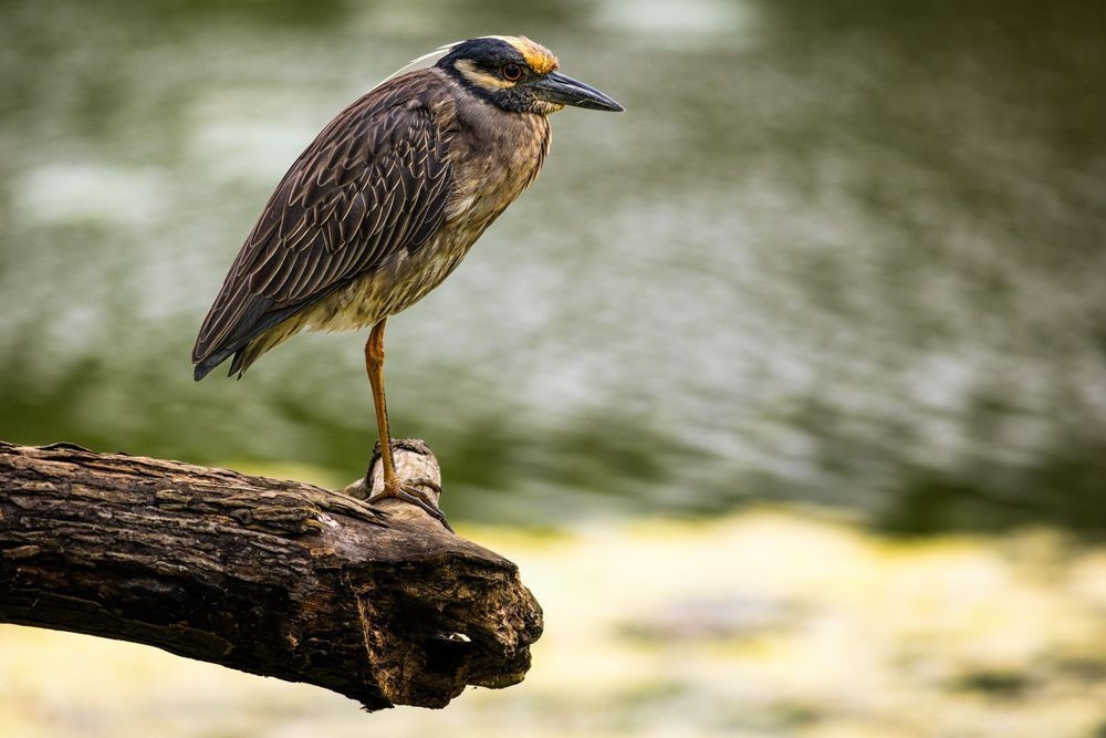 Yellow-Crowned Night-Heron Ready for Takeoff