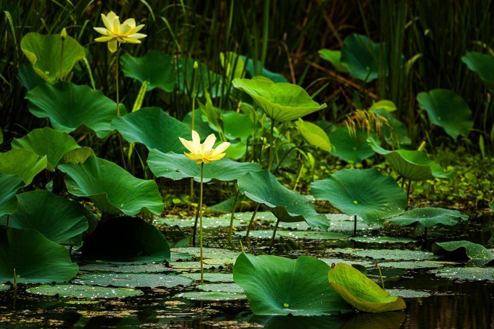 Flower Among Lily Pads