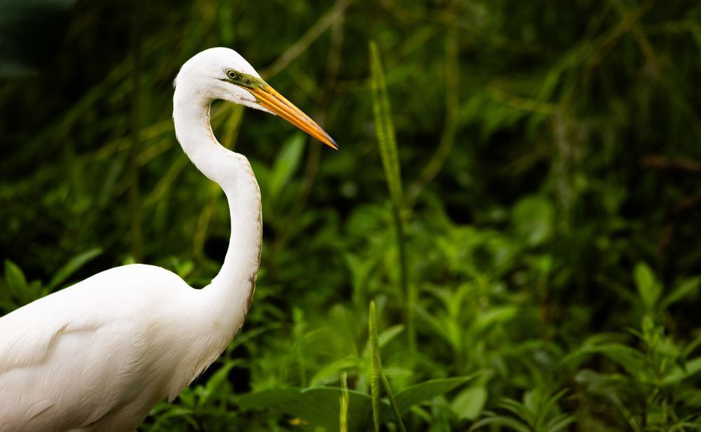 Great Egret Portrait