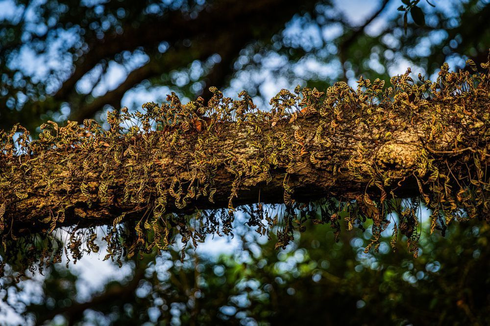 Enveloping Tree Branch