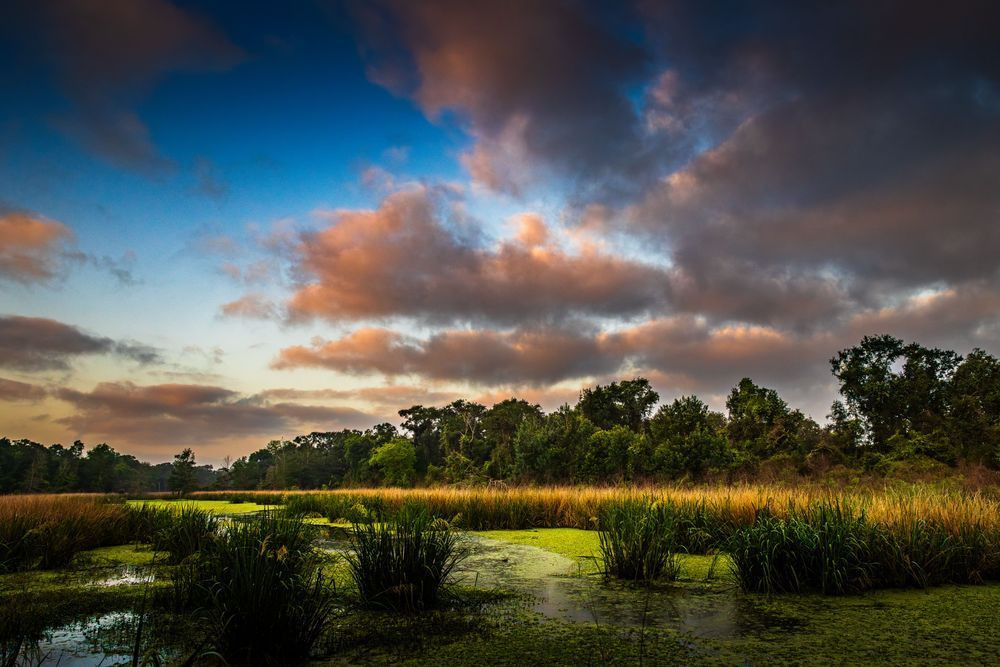 Brazos Bend Sunrise