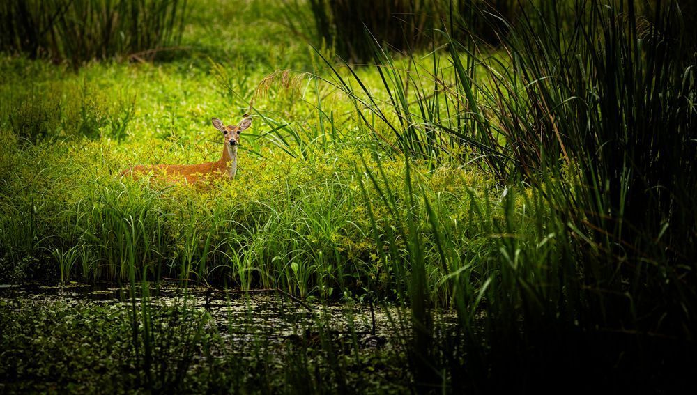 Brazos Bend White-Tailed Deer