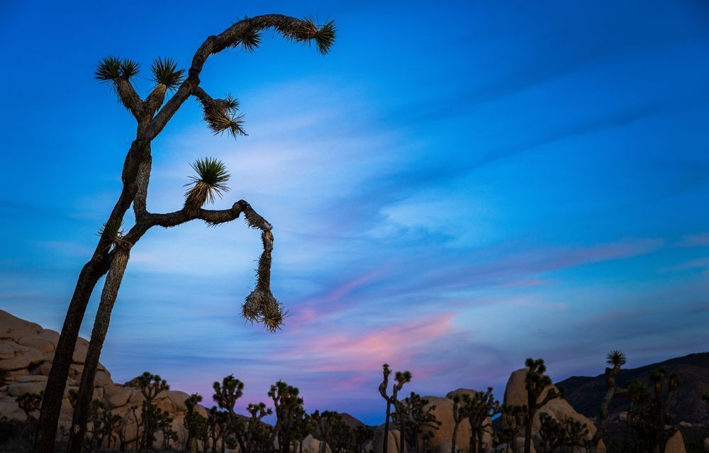 Blue Hour Dancing Joshua Tree Photography Art | John Lazo Photography