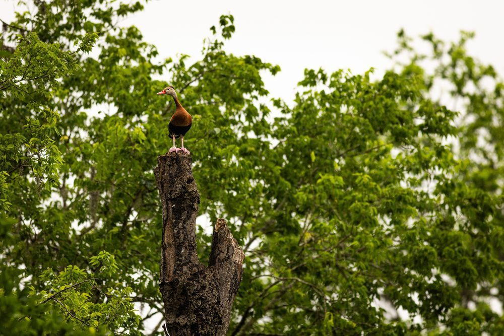 Black-Bellied Whistling Duck Perch
