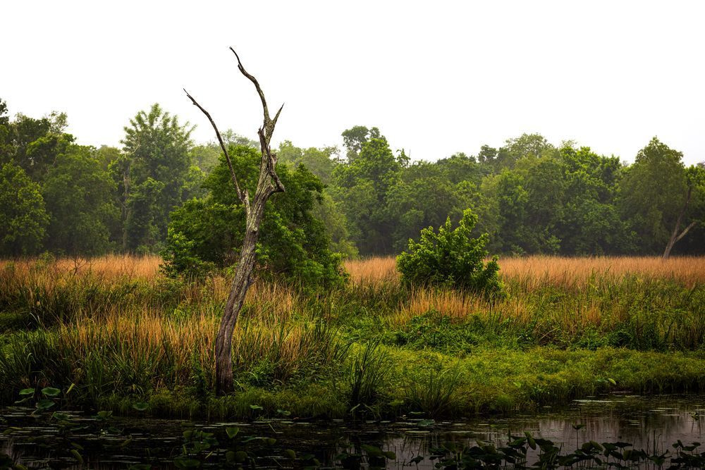 Barren Brazos Bend