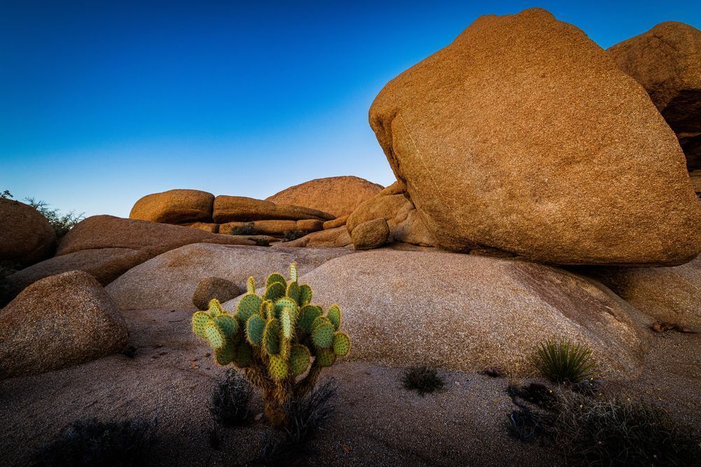 Cactus & Boulders In Joshua Tree Photography Art | John Lazo Photography