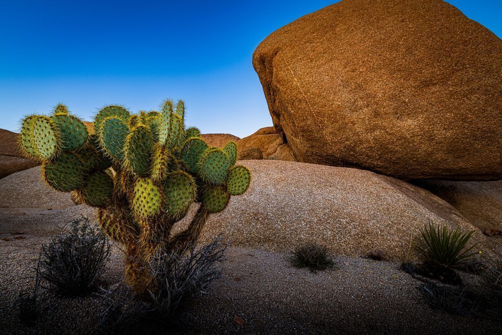 A Cactus Portrait Photography Art | John Lazo Photography