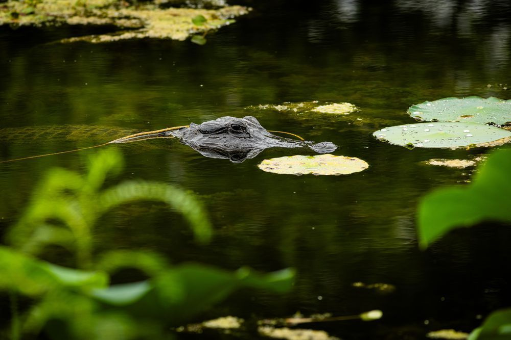 An Alligator Basks