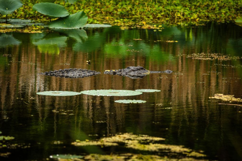 An Alligator Lurks
