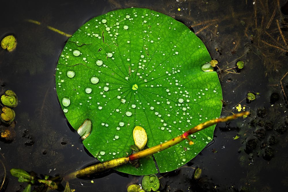 Lily Pad Portrait
