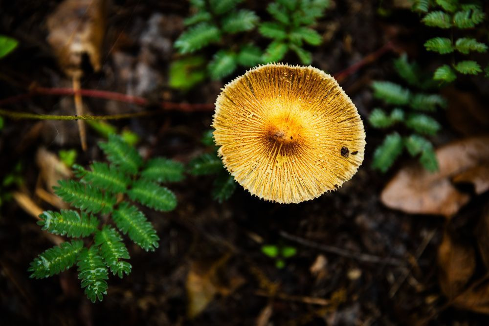 Mushroom + Water Drops