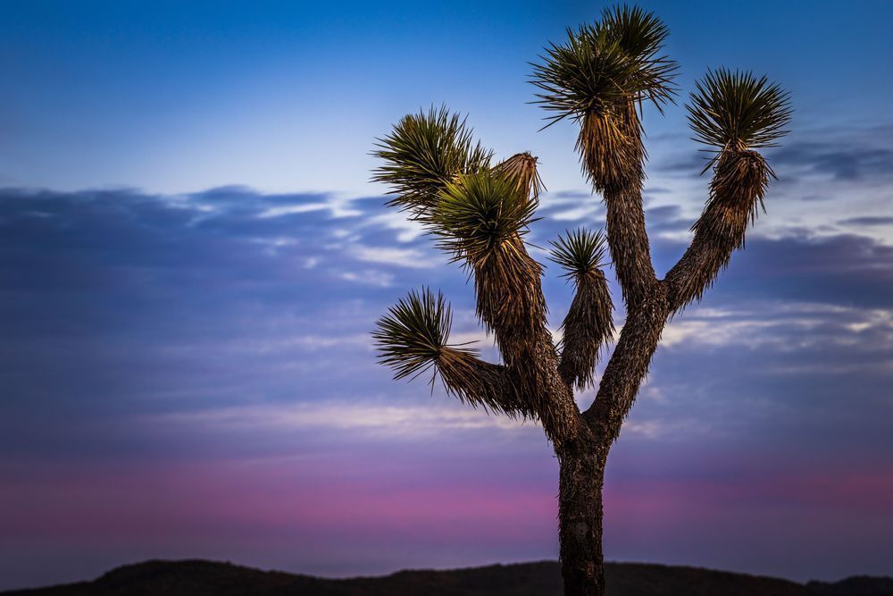 Morning Joshua Tree Profile Photography Art | John Lazo Photography