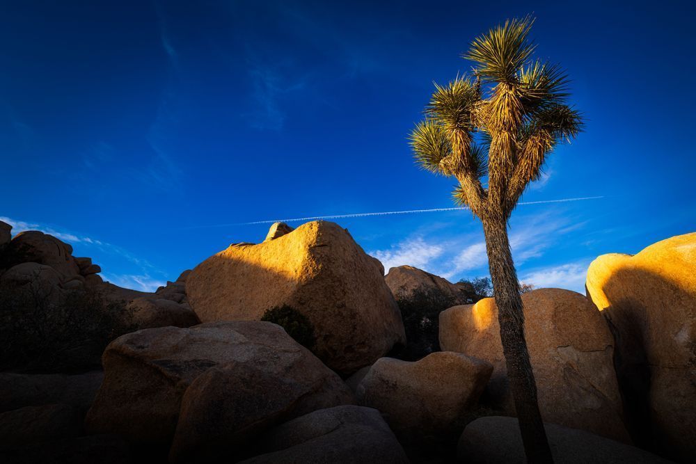 Joshua Tree Jet Stream Photography Art | John Lazo Photography