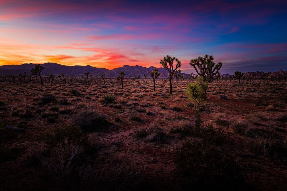 Joshua Tree Desert Sunset Photography Art | John Lazo Photography