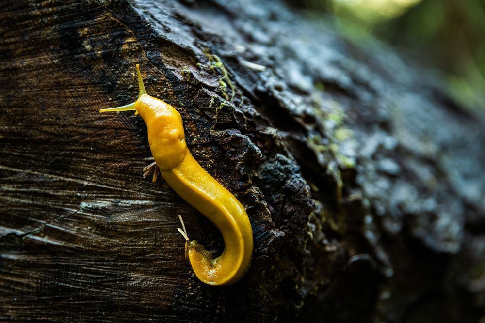 Banana Slug + Log Photography Art | John Lazo Photography