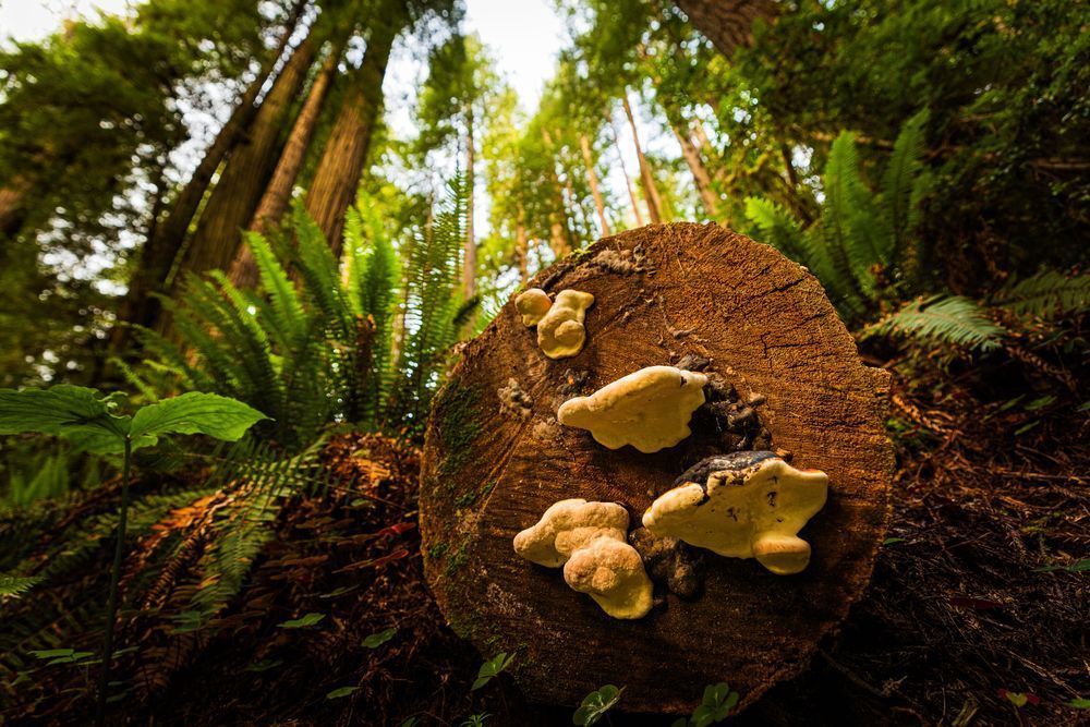 Biodiversity Photography Art | John Lazo Photography