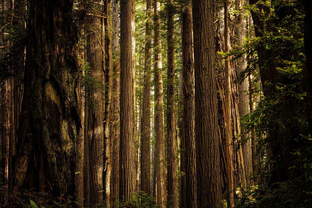 A Sea Of Redwood Trunks Photography Art | John Lazo Photography