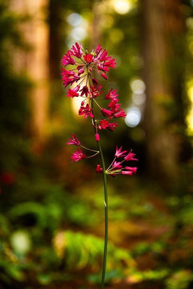 Andrew's Clintonia Portrait Photography Art | John Lazo Photography
