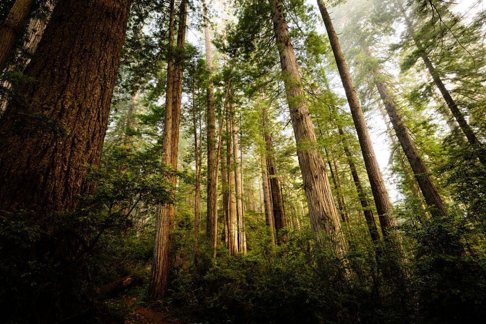 Foggy Redwood Trunks Photography Art | John Lazo Photography