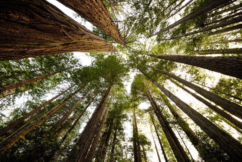 Green Rising Canopy Photography Art | John Lazo Photography