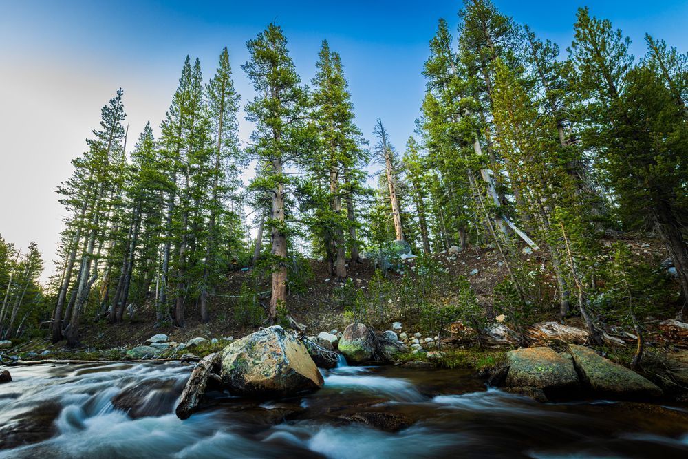 Green Dana Fork Of Tuolumne River Photography Art | John Lazo Photography
