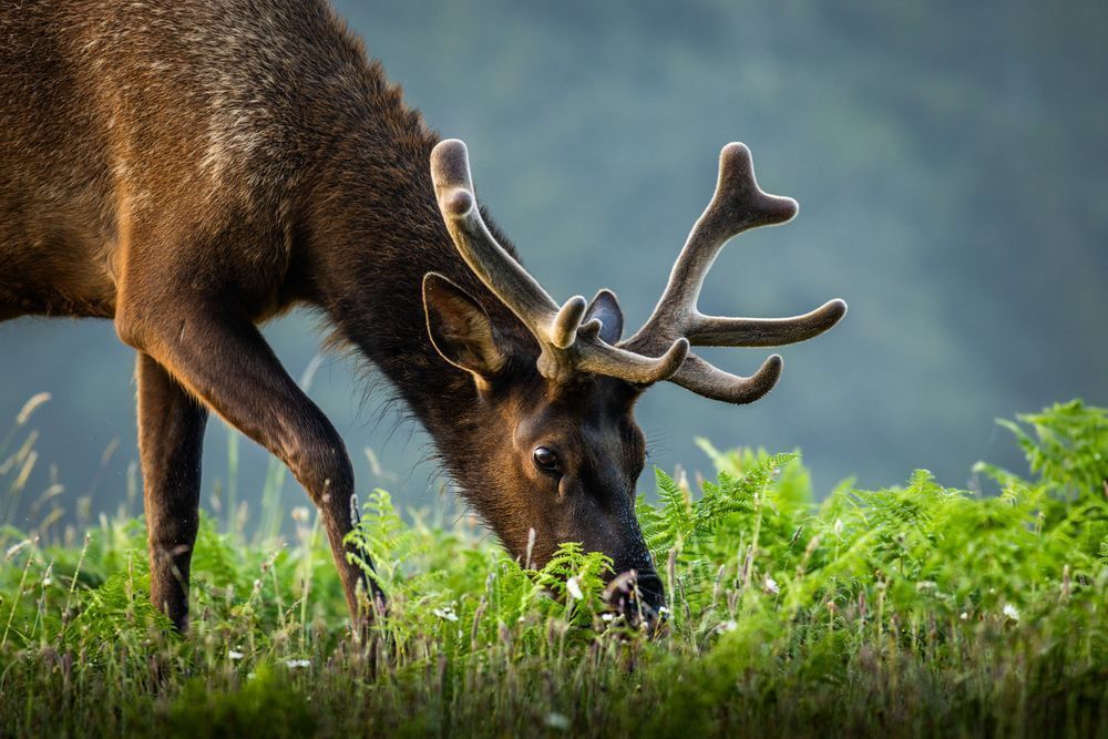 Grazing Roosevelt Elk Photography Art | John Lazo Photography