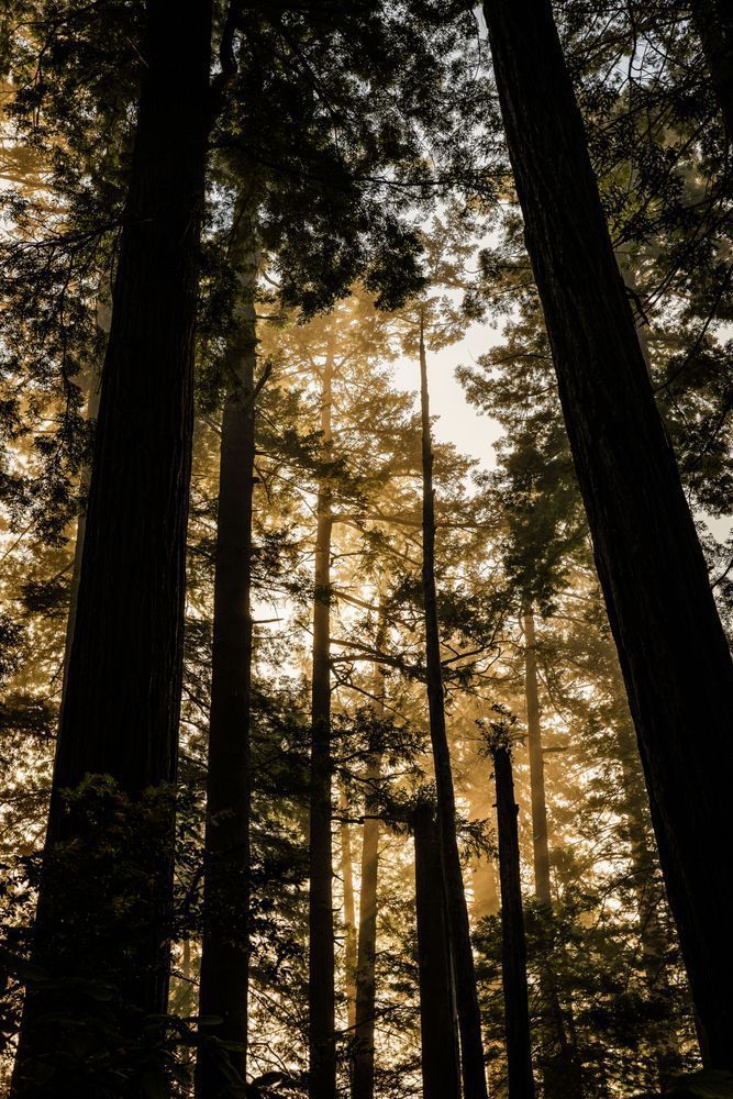 Golden Hour Light Among Redwoods Photography Art | John Lazo Photography