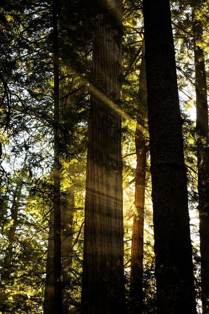 God Beams Between Redwoods Photography Art | John Lazo Photography