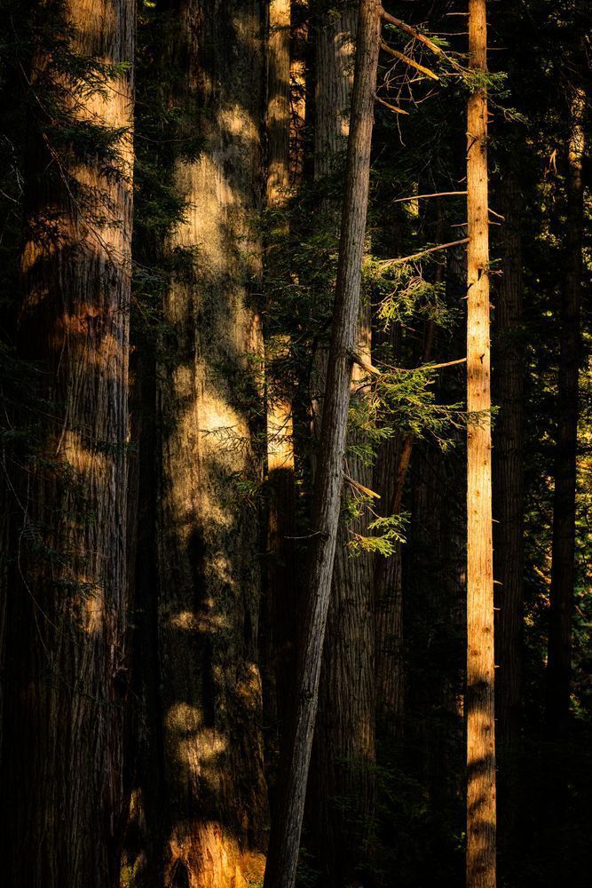 Glowing Redwood Trunks Photography Art | John Lazo Photography