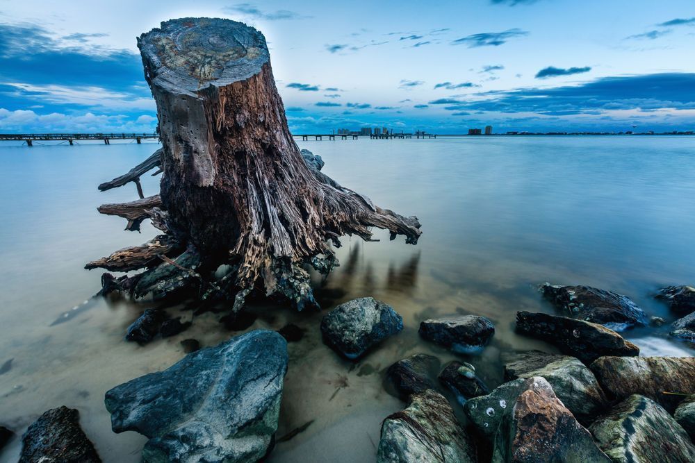 Detailed Tree Trunk Photography Art | John Lazo Photography