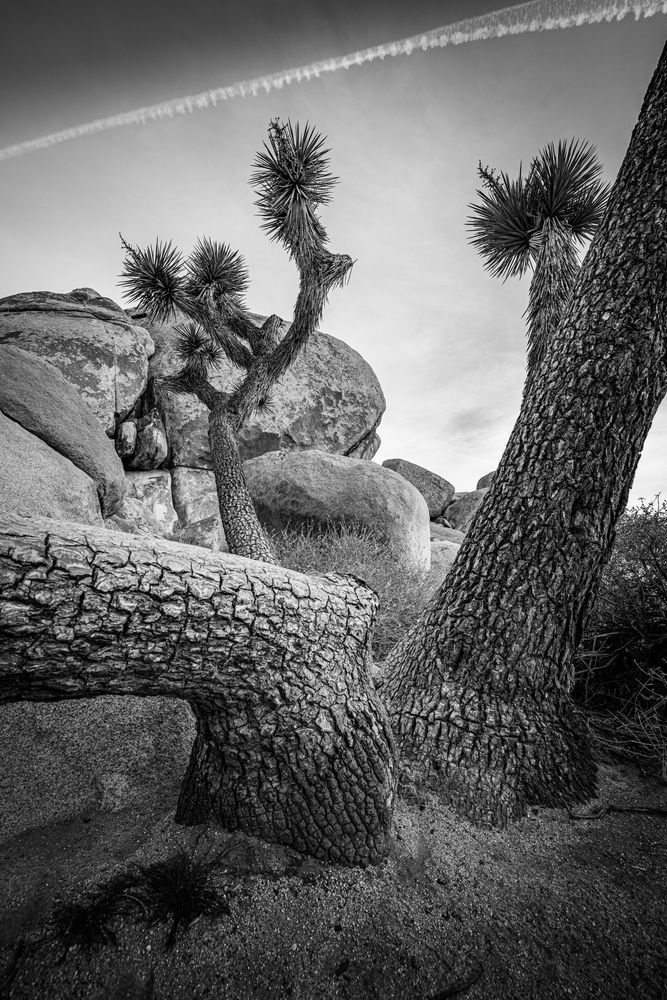 Dancing Joshua Trees Photography Art | John Lazo Photography