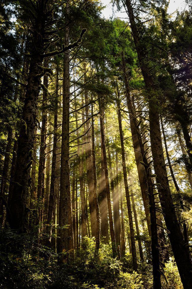 Evening Redwood God Beams Photography Art | John Lazo Photography