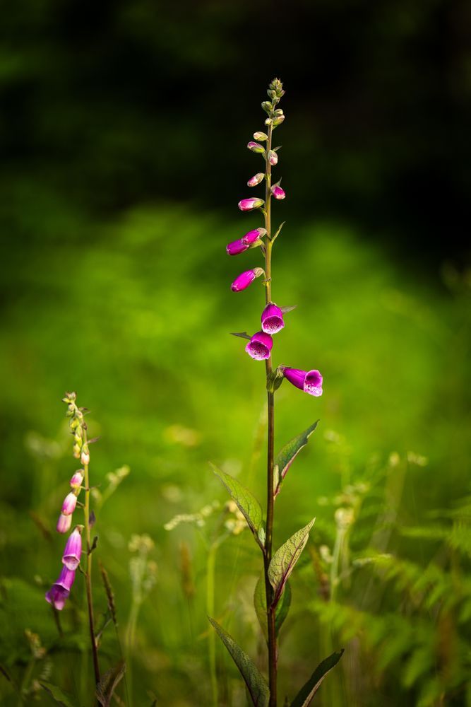 Limited Time - Redwood National & State Parks