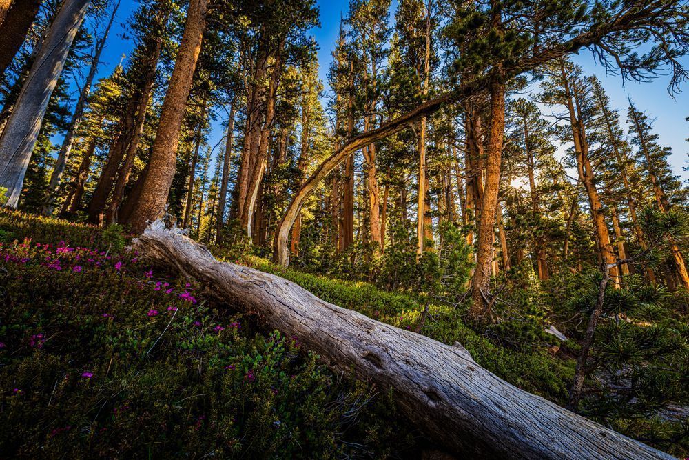 Elizabeth Lake Flowers Photography Art | John Lazo Photography