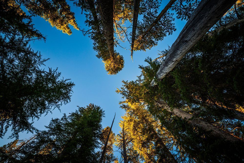Elizabeth Lake Canopy Photography Art | John Lazo Photography