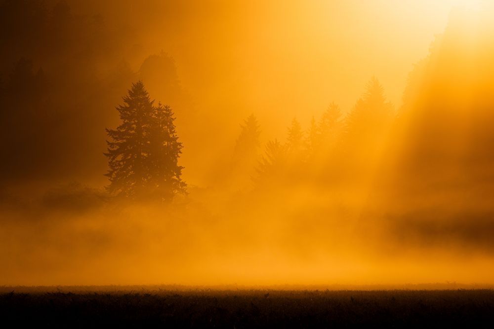 Elk Prairie Backlit Trees Photography Art | John Lazo Photography