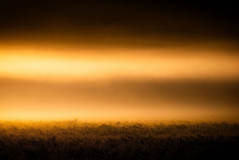 Elk Prairie Sunrise Photography Art | John Lazo Photography